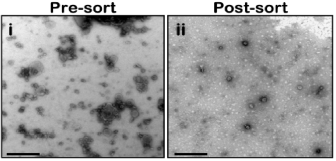 Negative-stain transmission electron micrograph (TEM) of vesicles present in sucrose gradient fraction 3. The considerable size variation observed before FAVS (i) is notably decreased after sorting (ii). Bars, 0.5 μm. 