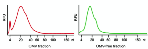 Figure 1: Size distribution of extracellular RNA released by Escherichia coli K-12. In red the size distribution of RNA associated with OMVs is represented and in green RNA extracted from the OMV-free bacterial supernatant is shown. (RFU: relative fluorescence unit).
