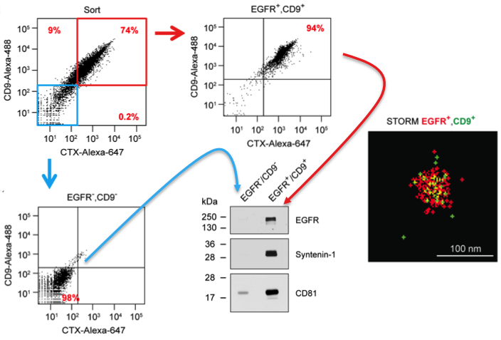 Results from the JEV paper derived from Fig 2. DiFi exosomes were flow sorted using antibodies to EGFR and CD9. Sorted purified double-negative vesicles (blue box/arrow) and double-positive vesicles (red box/arrow) were probed by western blot for markers as shown. These results validate the flow sorting enrichment of these different classes of vesicles.  Also shown is a STORM image of an individual flow sorted double-positive vesicle.