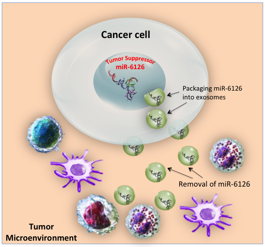miR-6126 is ubiquitously removed from ovarian cancer cells via exosomes