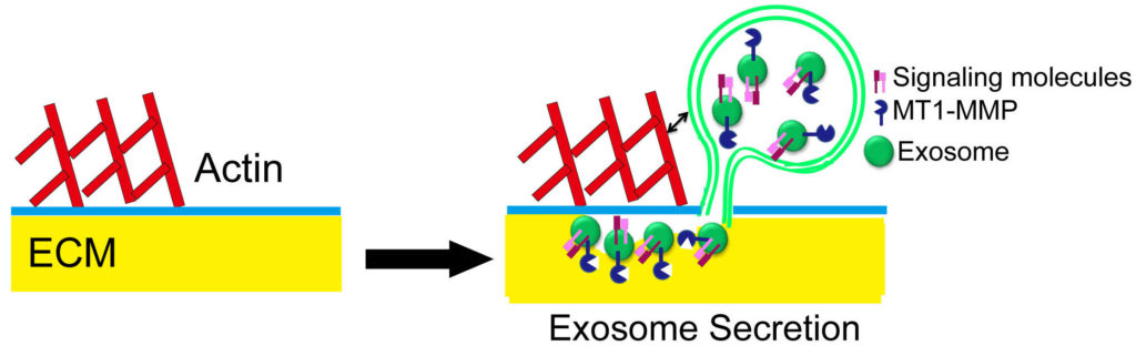 Exosome cargoes mediate invadopodia biogenesis, stability, and activity