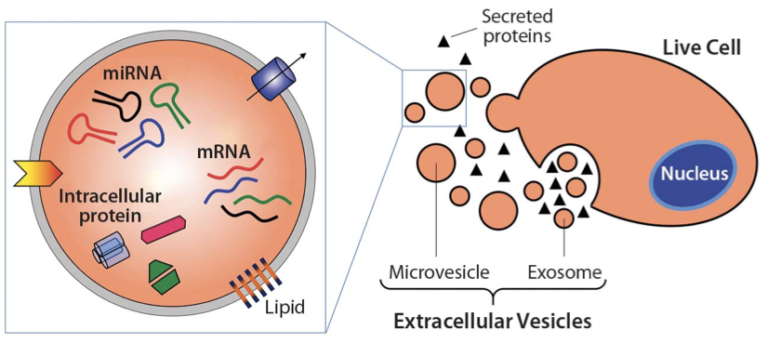 Exosomes Example I ️ Exosomes - exRNA Portal