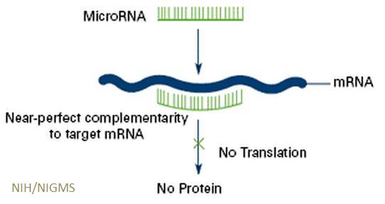 Diagram of how micoRNAs affect protein production by genes