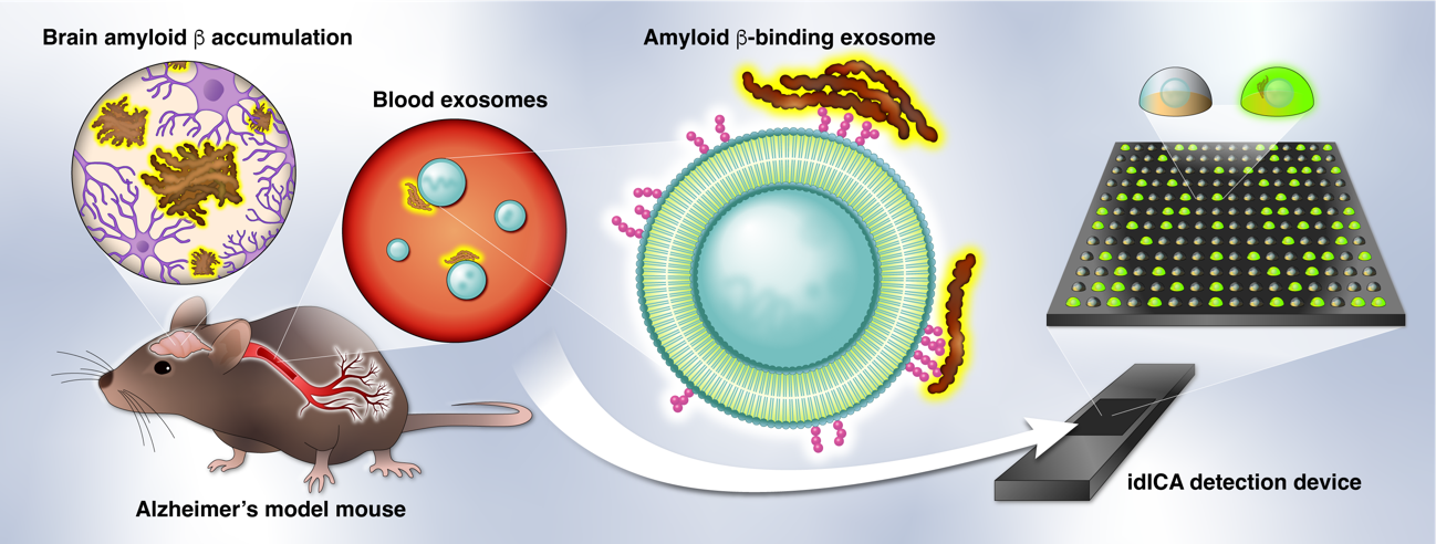 Concept for digital detection of amyloid β-binding exosomes in the blood of an Alzheimer’s disease model mouse